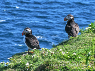 puffins