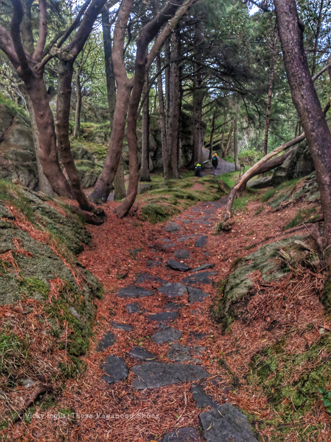 skudenes_woods_1_small