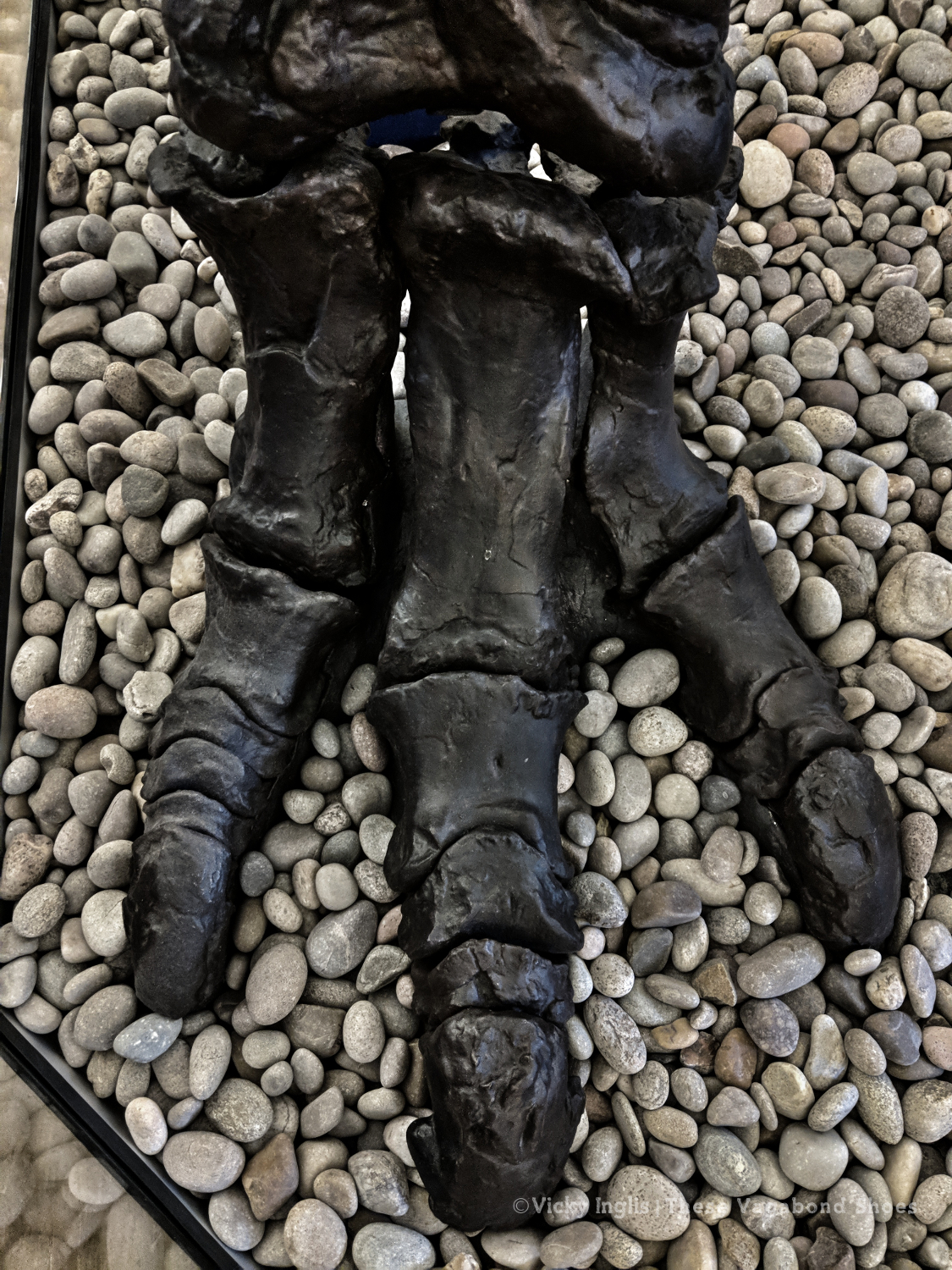 iguanodon_foot_1_small