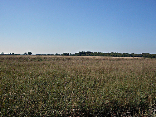 wicken_fen