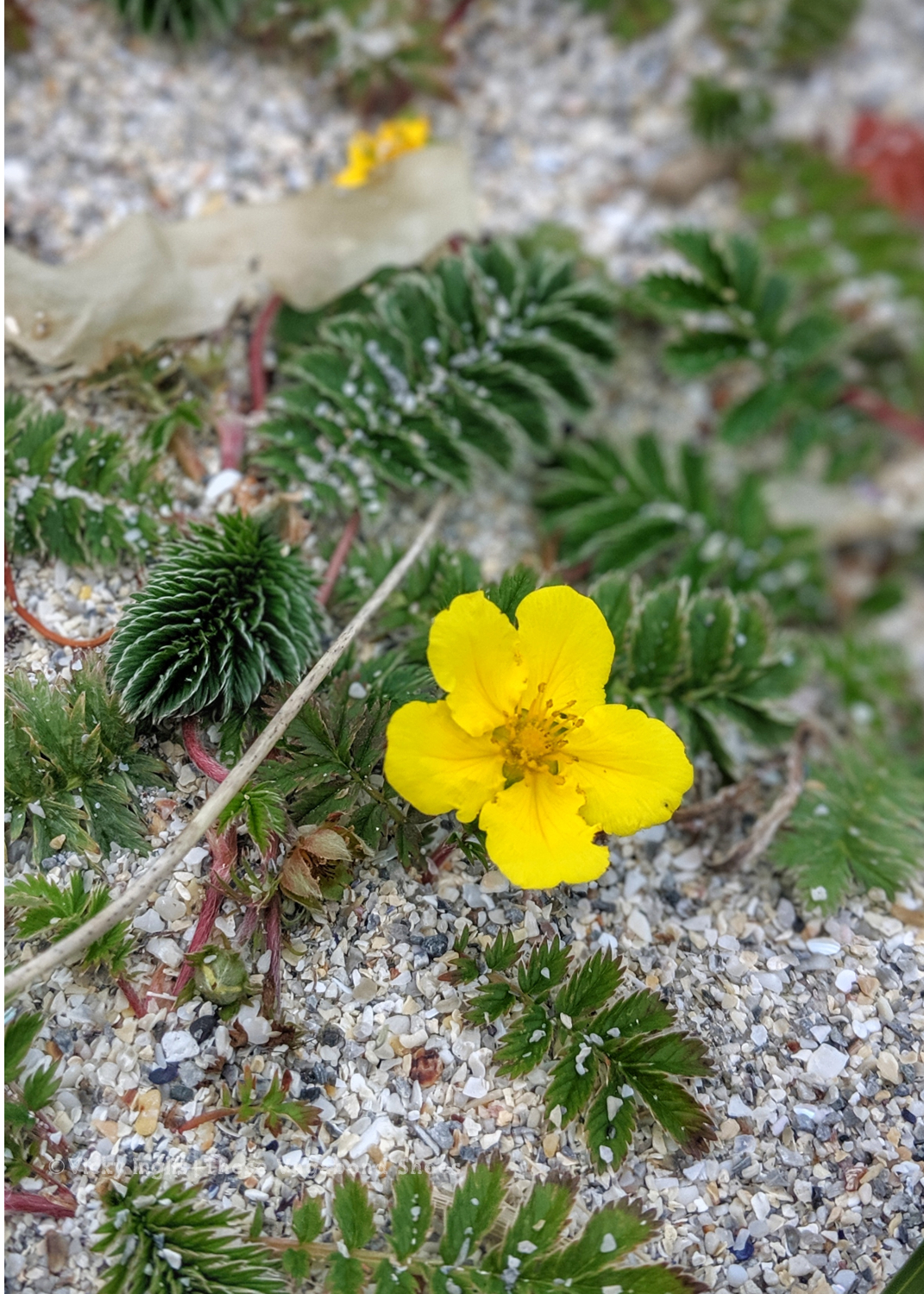 coll_machair_10_small