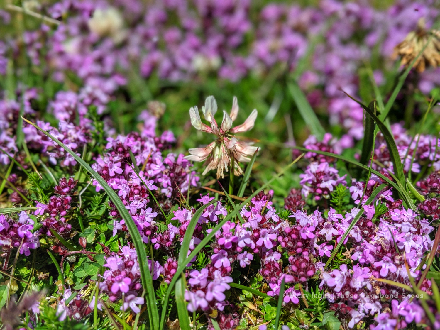 coll_machair_12_small