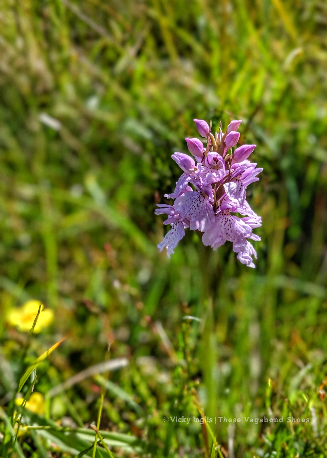 coll_machair_13_small