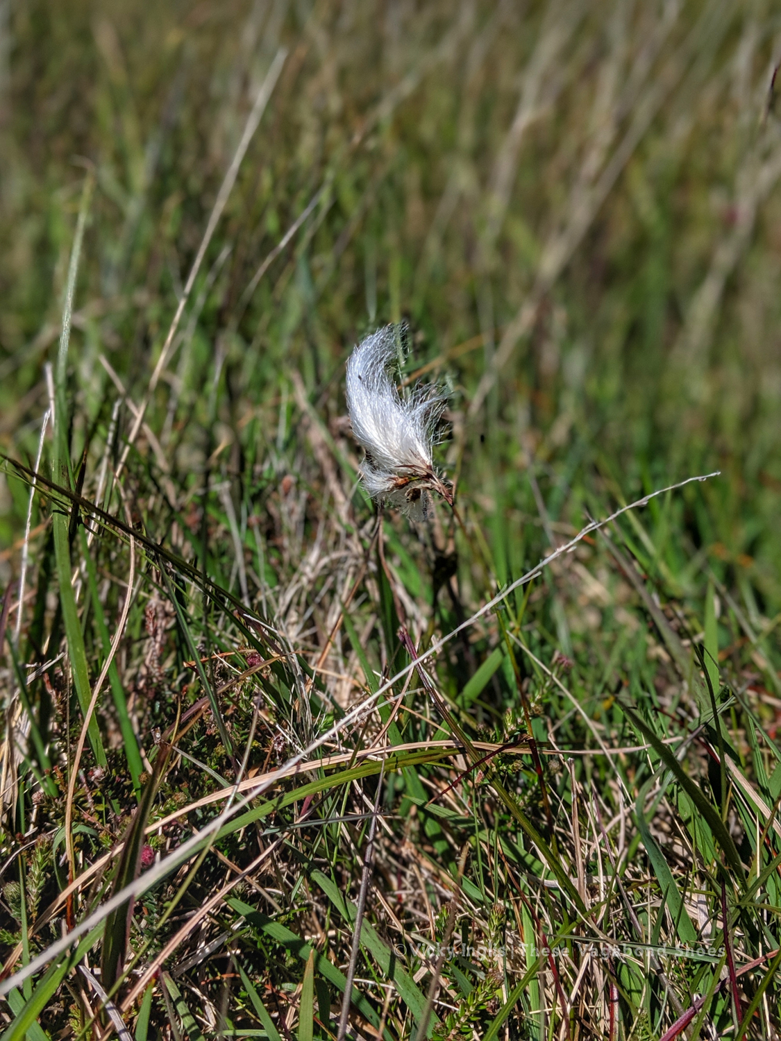 coll_machair_14_small