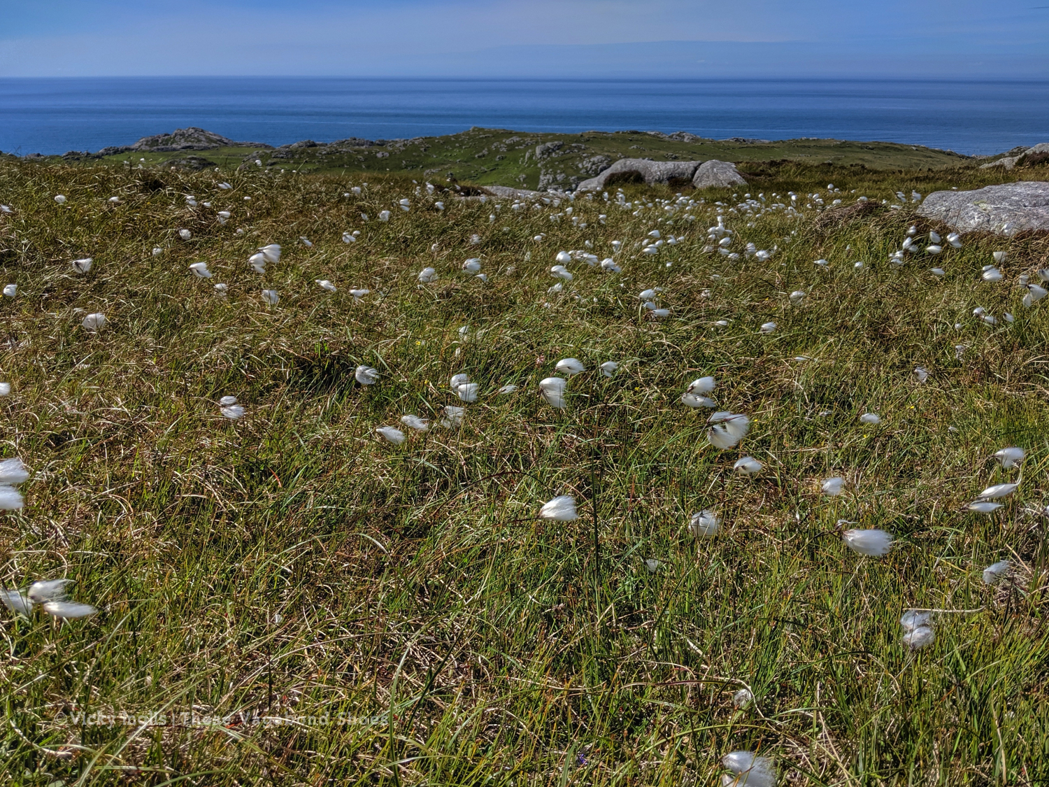 coll_machair_15_small