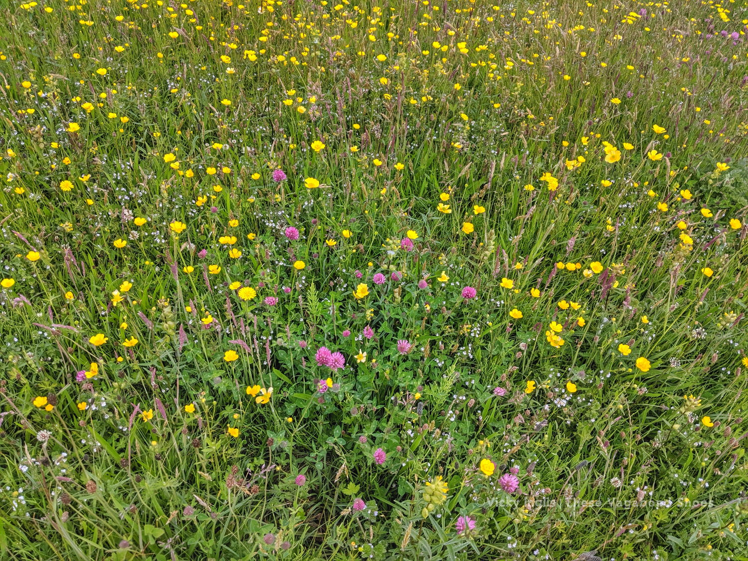 coll_machair_16_small