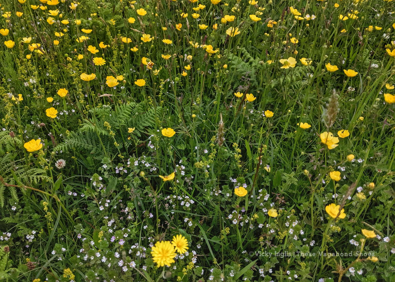 coll_machair_17_small