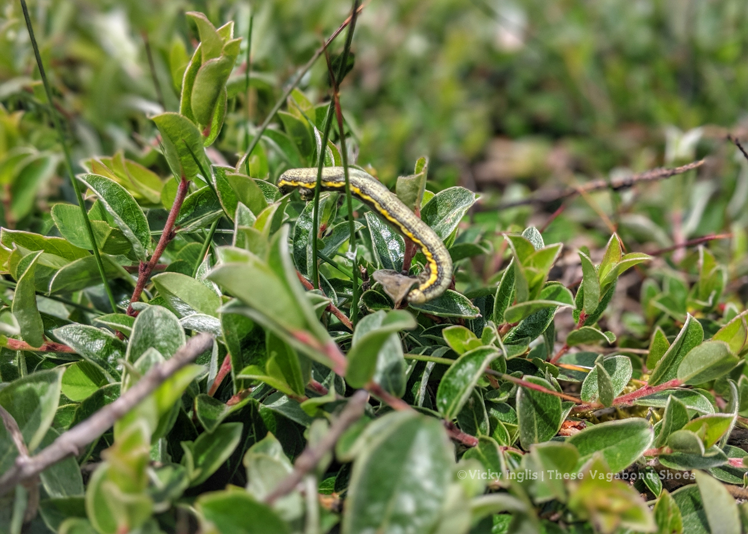 coll_machair_19_small