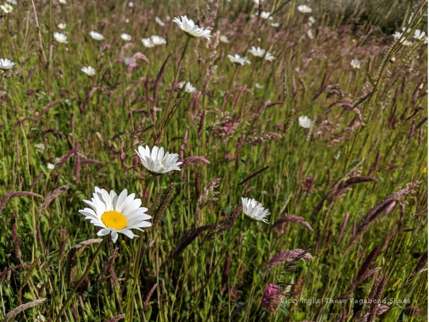 coll_machair_1_small