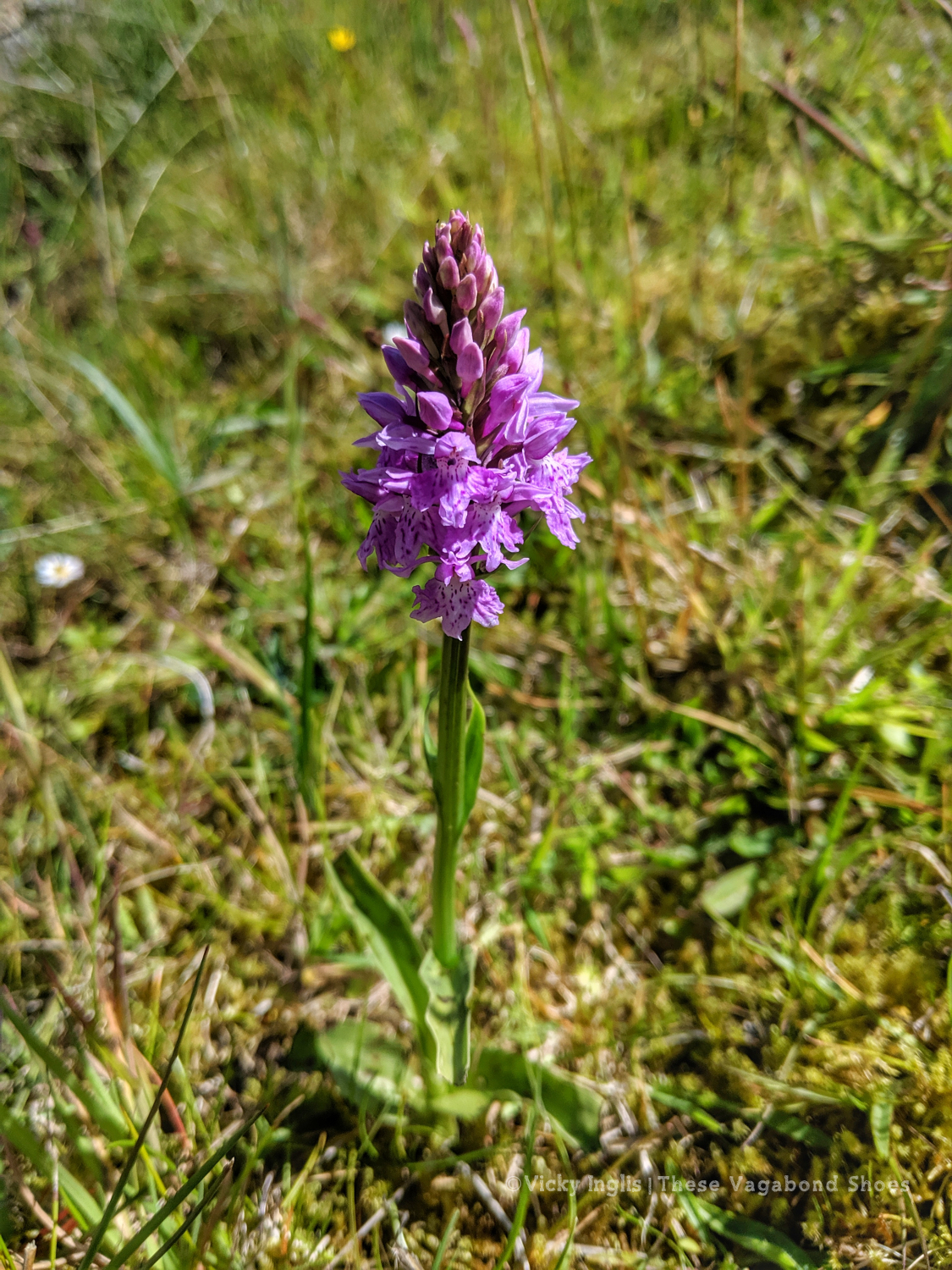 coll_machair_2_small