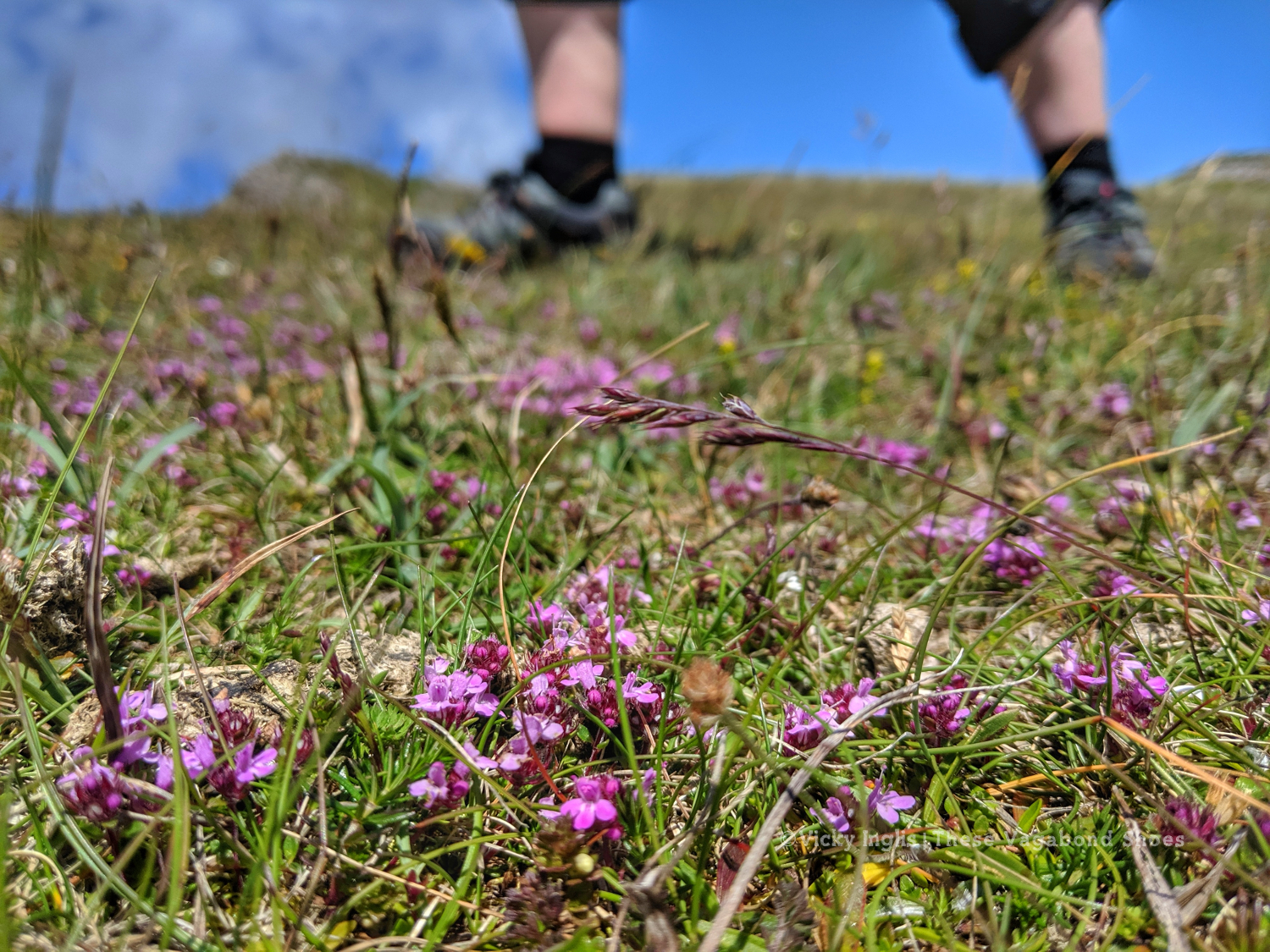 coll_machair_5_small