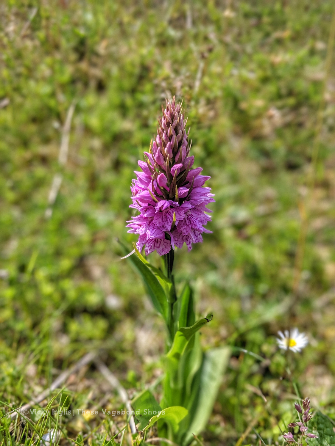 coll_machair_7_small