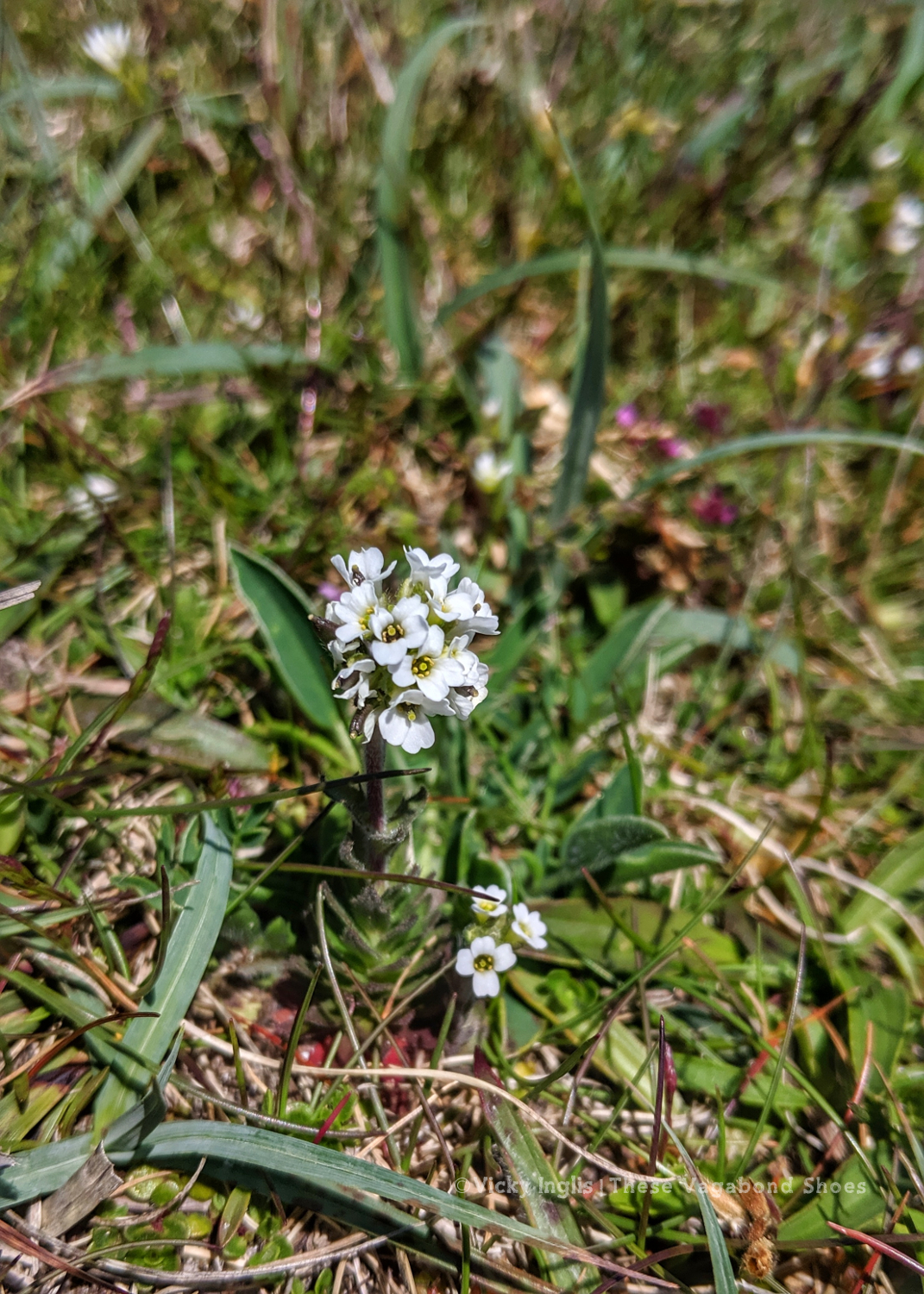 coll_machair_8_small