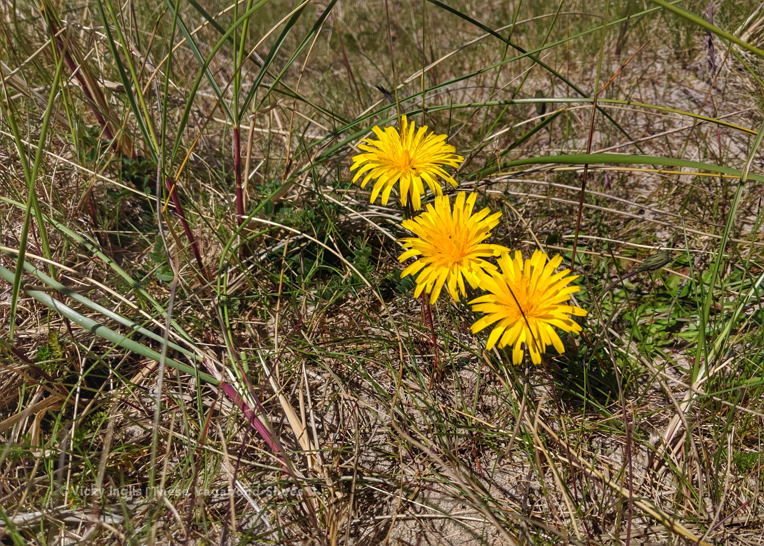 coll_machair_9_small
