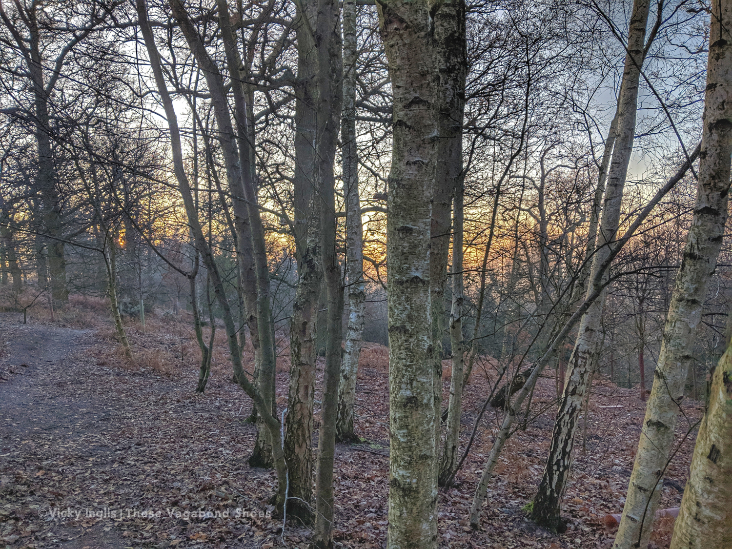 frosty_birch_1_small