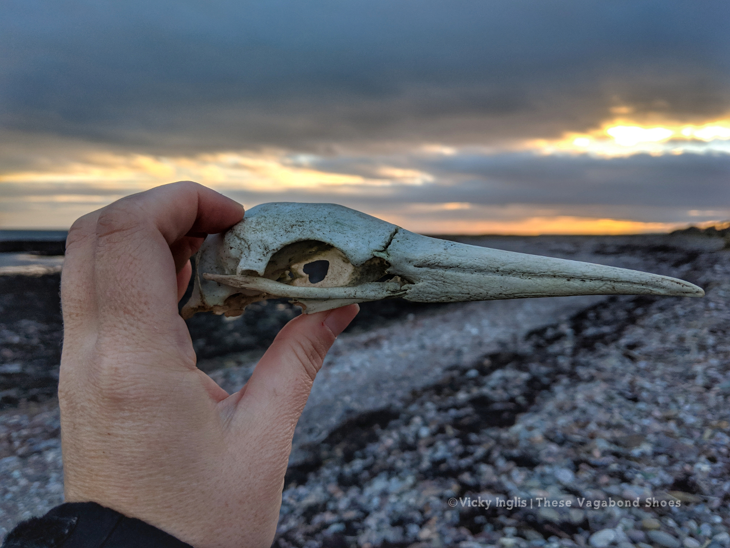 gannet_skull_2_small