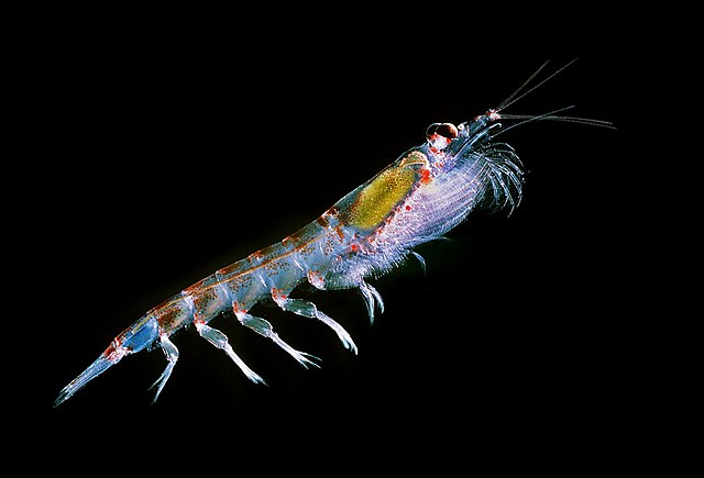 640px-Antarctic_krill_(Euphausia_superba)