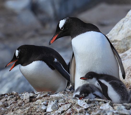 gentoo_family_at_jougla_point