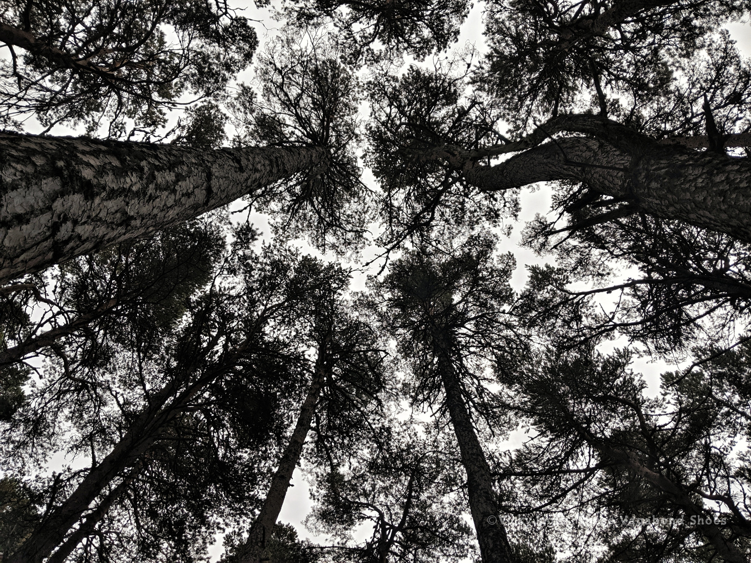 abernethy_forest_2_sm