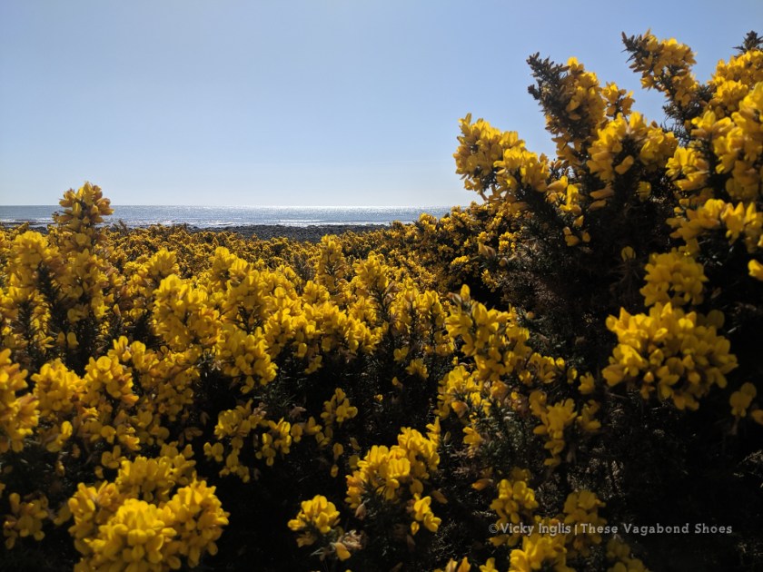 benholm_gorse_1.1.jpeg