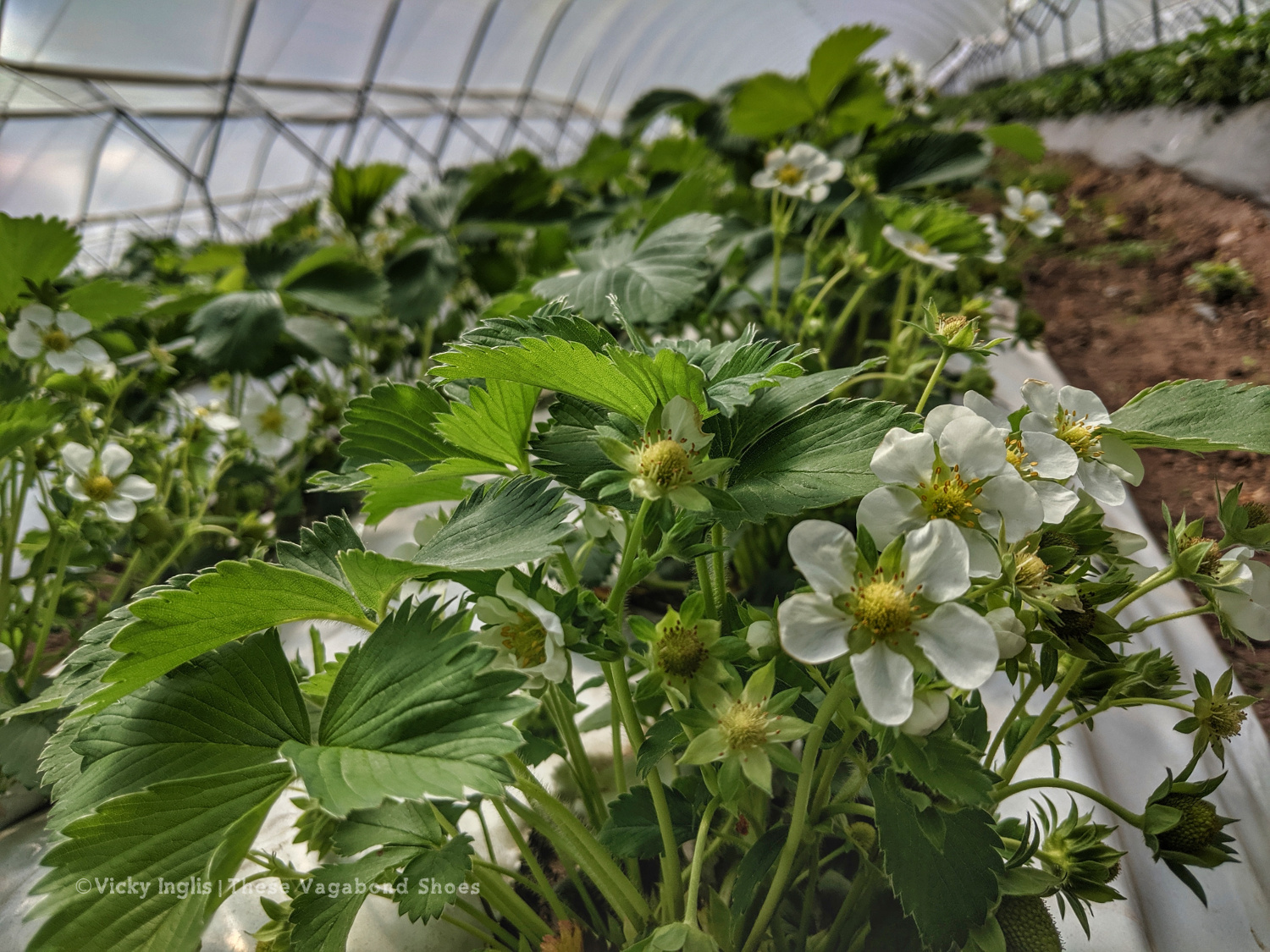 strawberry_picking_1sm