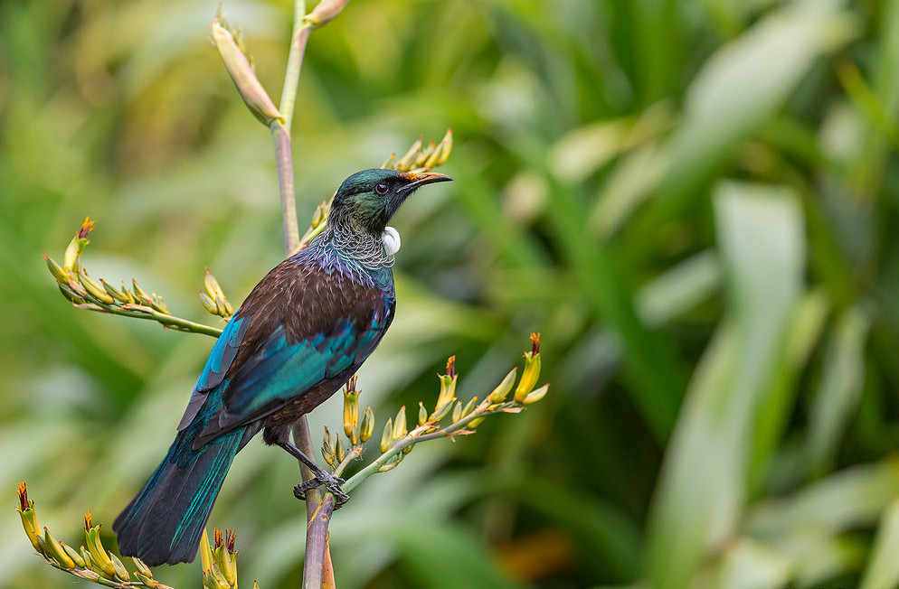 nz_stewart_island_tui