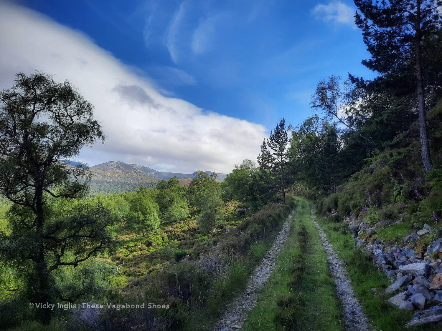 ballochbuie_forest_1.1
