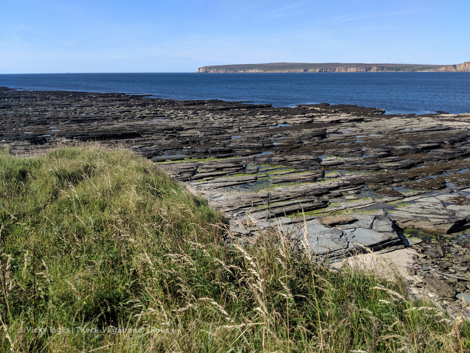 dunnet_head_1.1
