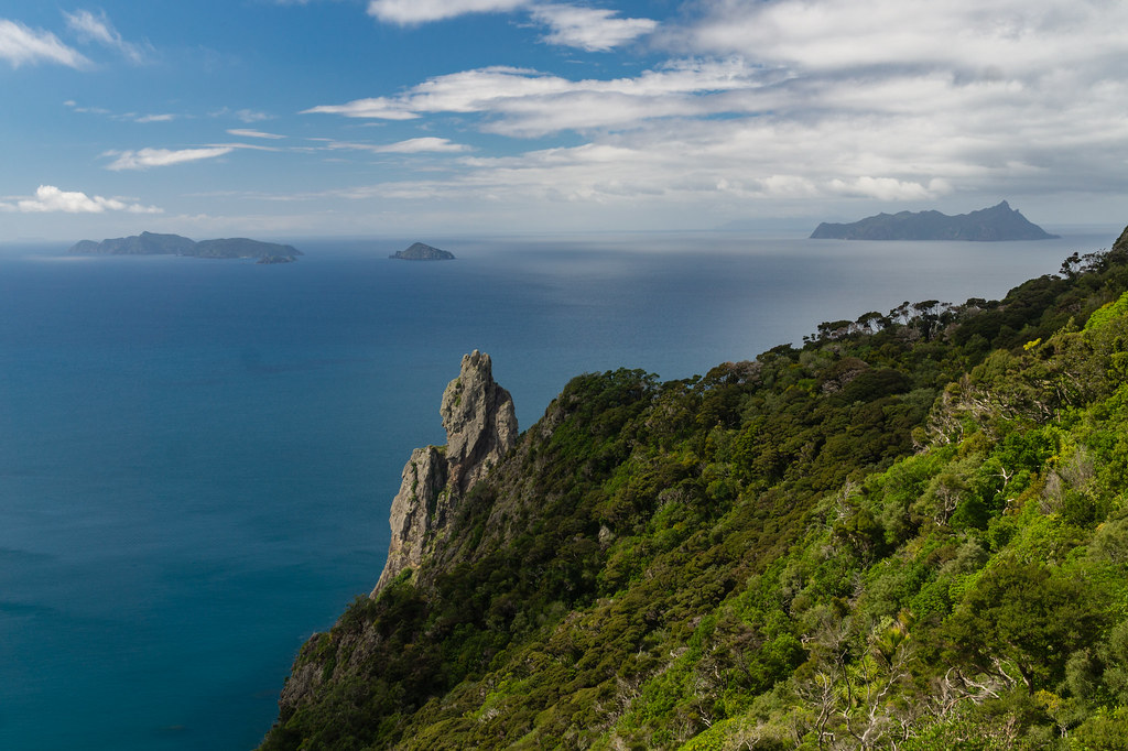 nz_bream_head_te_whara