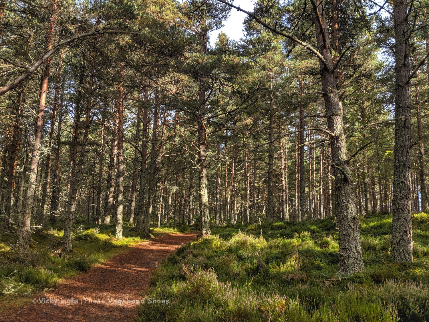 abernethy_forest_4_sm