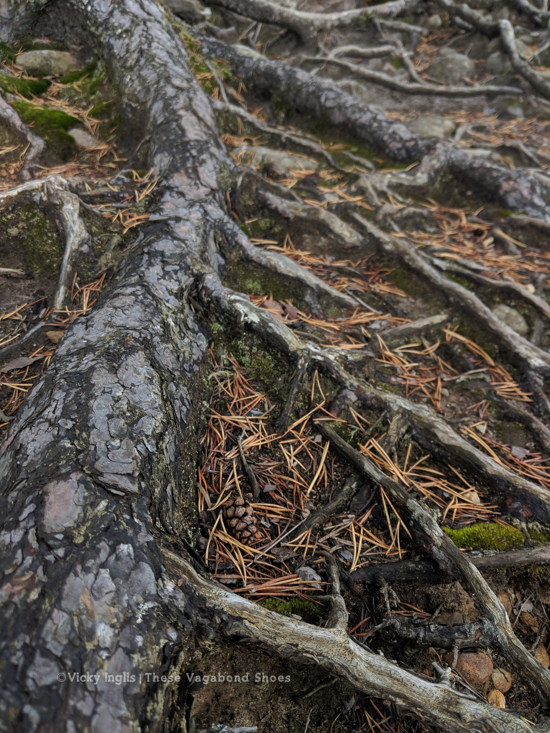 abernethy_forest_5_sm